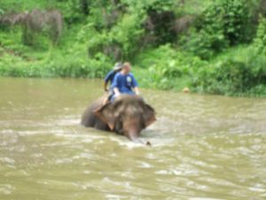 bathing our elephants