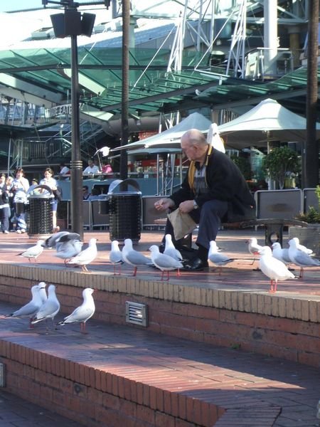 seagull conference, Darling Harbour