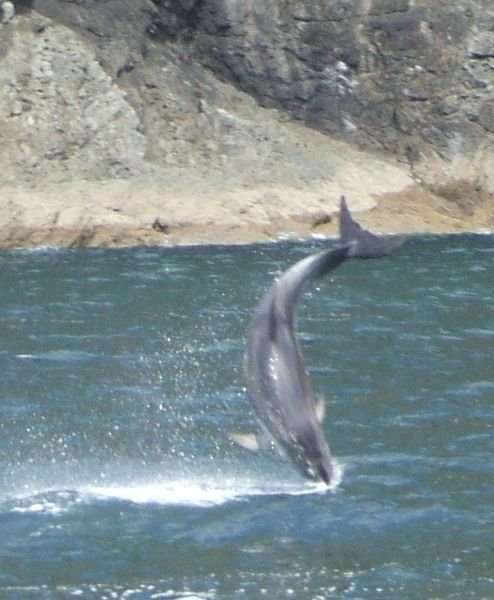 dolphin in the bay of islands