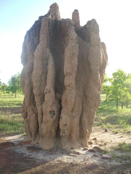 termite mound, kakadu