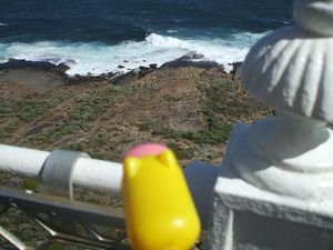 pig overlooking lighthouse at Cape Leeuwin