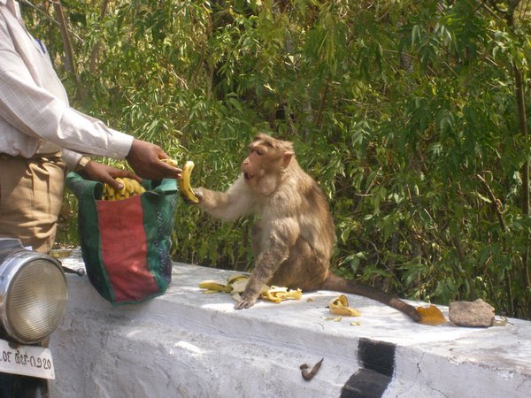 hungry monkey, Mysore