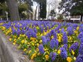 Hyacinths and pansies in the Palace gardens