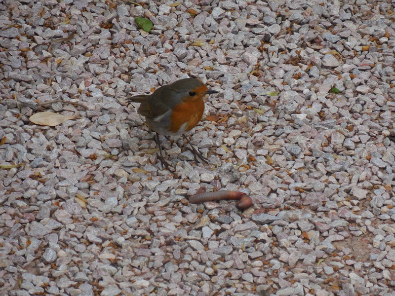 Delightful robin on our walk to the house