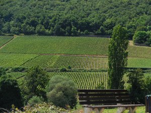 The vast vineyards