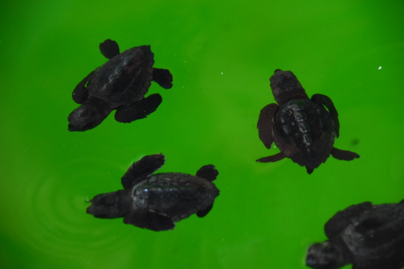 Baby turtles 1 day old.