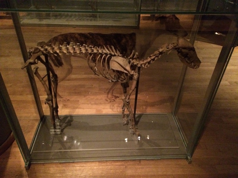 Greyhound Skeleton