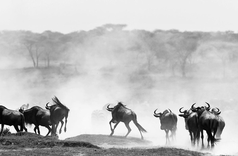 animal and wild beest migration african safaris