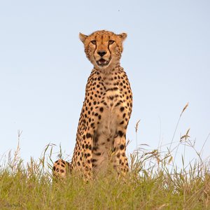 Leopard timelesstravelafrica.com