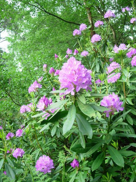 Rhododendron bushes support little wildlife, but they look beautiful