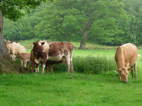 British cows... feeding time