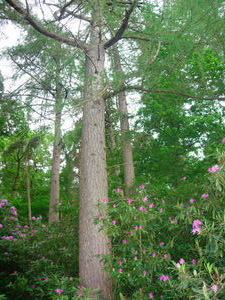 Quite like this pictures, with the distintive Rhododendron bushes