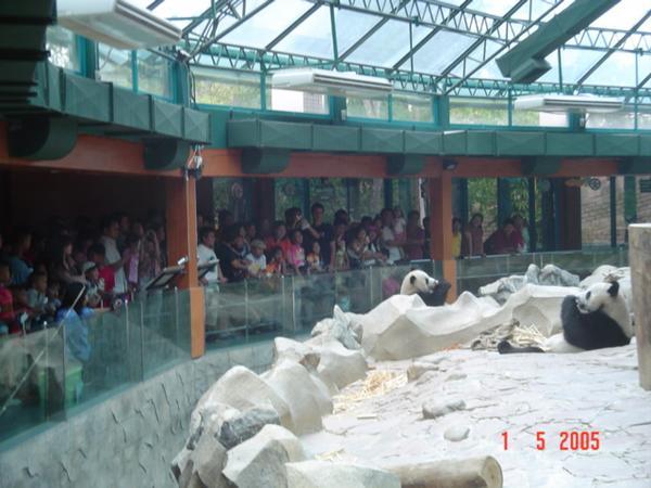 Pandas at Chaing Mai Zoo