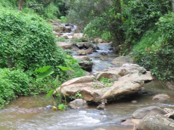 Thai Jungle and Stream