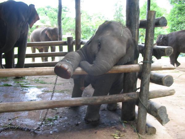 Naught baby elephant 1