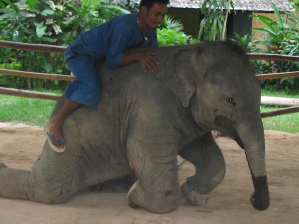 baby elephant training