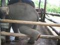 Naught baby elephant 2