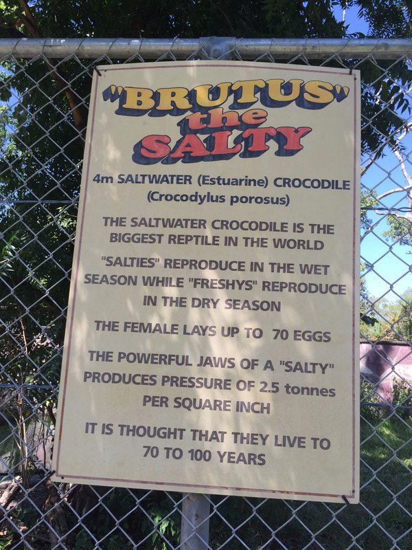 Brutus the salty