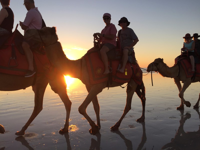 Camels on Cable beach