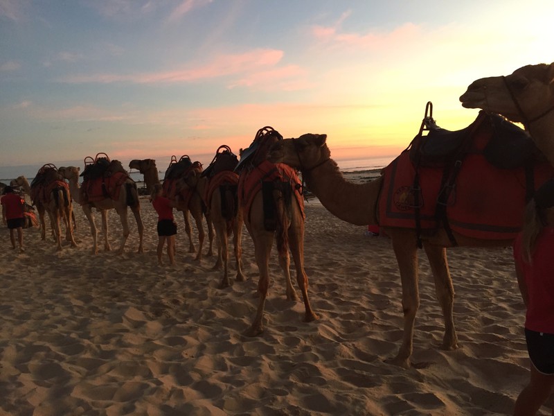 Camels on Cable beach