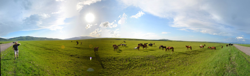 Wild horses Karkara Valley