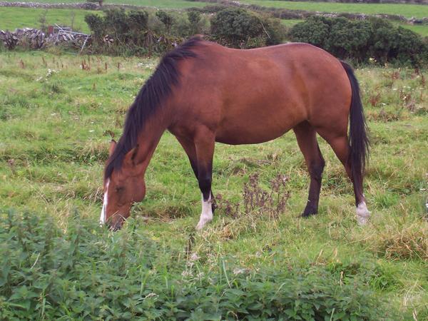 An Irish horse
