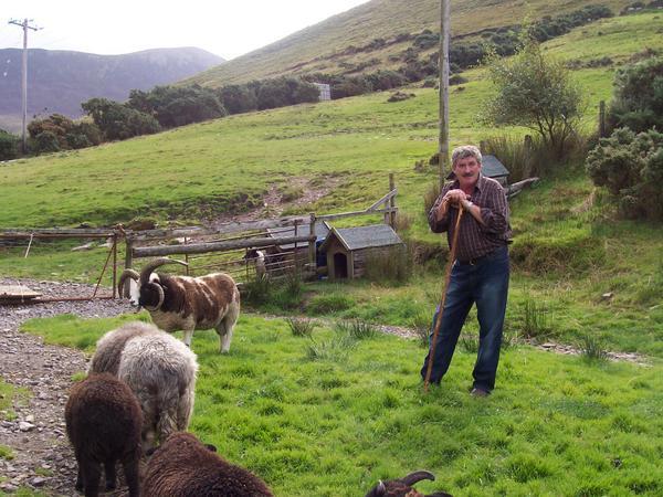 The shepherd tends his flock