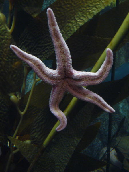 Let the cool sea creatures begin - a starfish buddy!