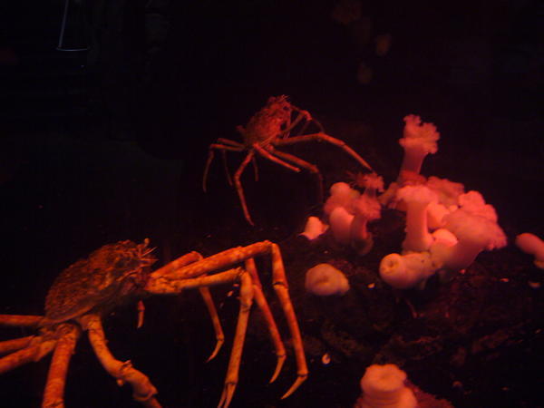 These crabs are cool!