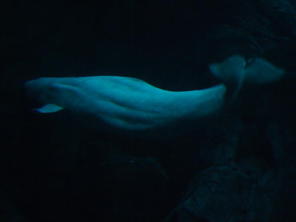 Baby Beluga in the deep blue sea