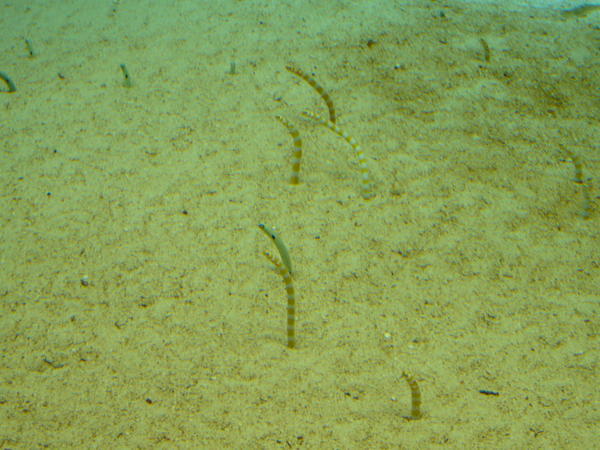 Here are the little garden eels - don't they look like a garden of string beans?