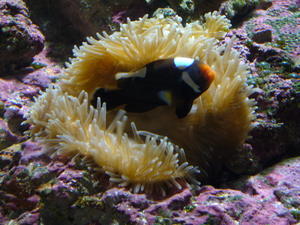 It's finding Nemo!