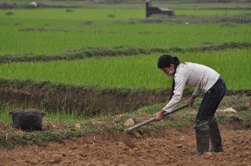 Working the rice paddies