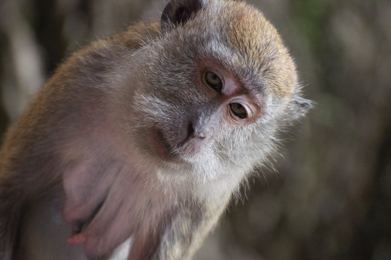 A monkey at Batu caves
