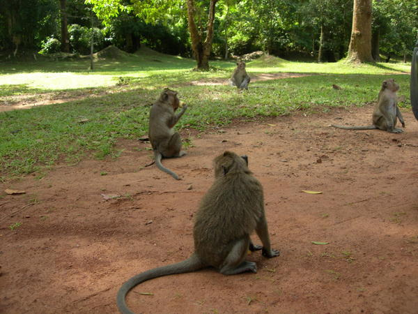 Angkor Thom - Monkeys 