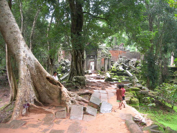Trees have taken over - Ta prohm
