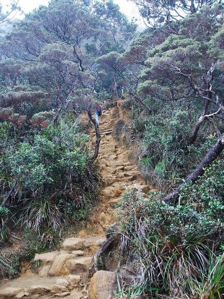 Mt Kinabalu - lower path 