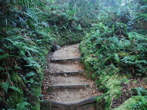 Mt Kinabalu - some of the lower path