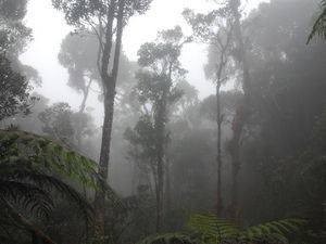 Jungle in the Clouds 1