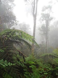 Jungle in the Clouds 2