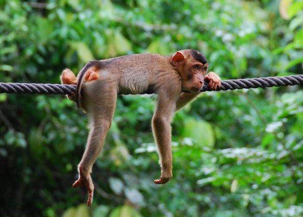 Life at a Monkeys Pace