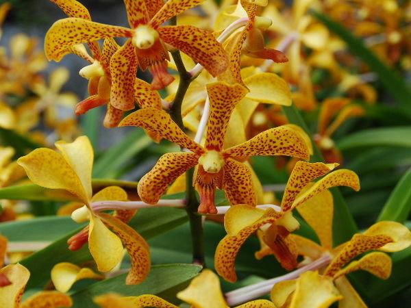 KL - Orchid Garden 4