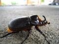 Big Bug!!!
