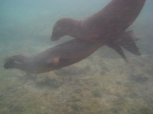 swimming with sea lions