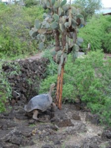 Tortoise trying to eat a cactus