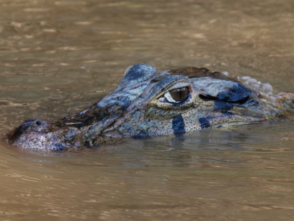 Caiman waiting for prey