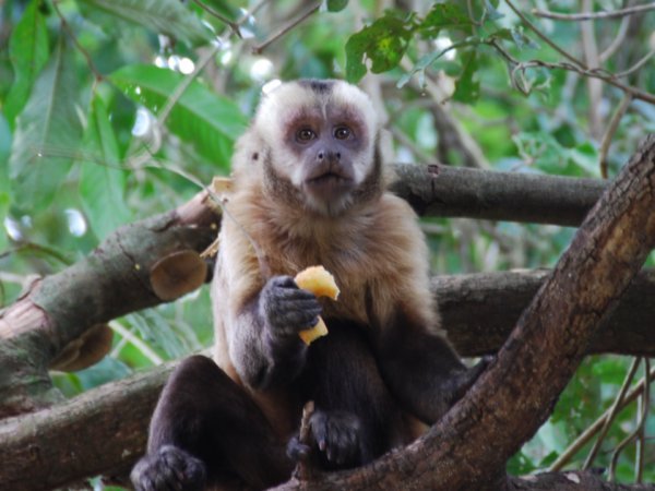 Capuchi Monkey 