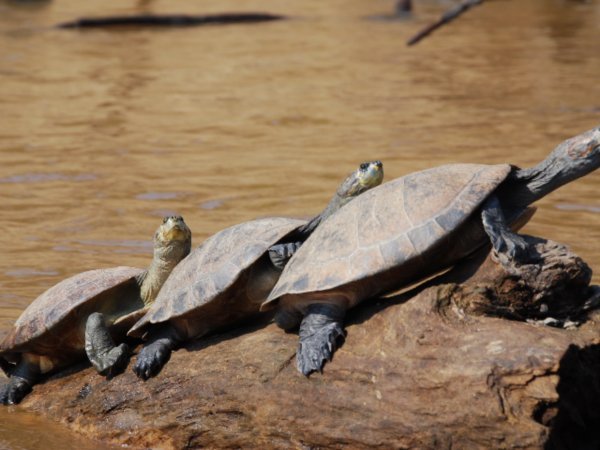 Turtles lining up.