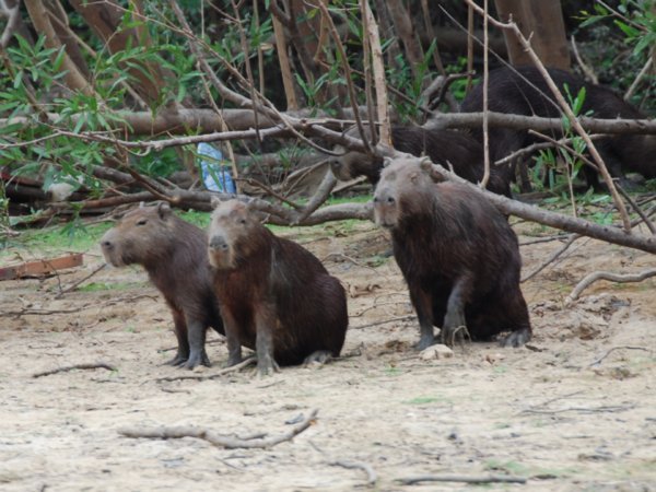 Capybaras Watching the Tourists Pass By