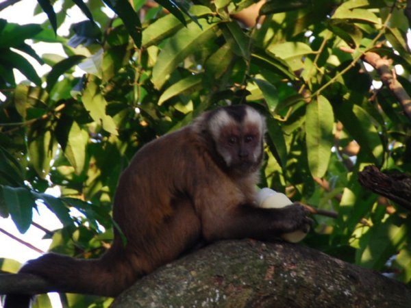 Capuchi monkey